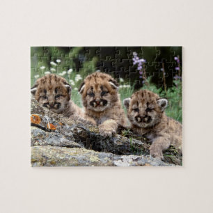 Cougar Cubs Puzzle