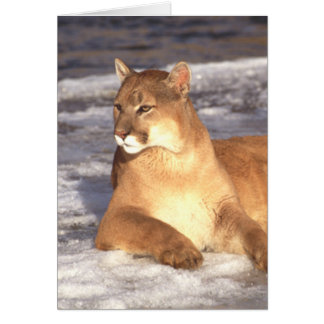 Cougar-Erholung
