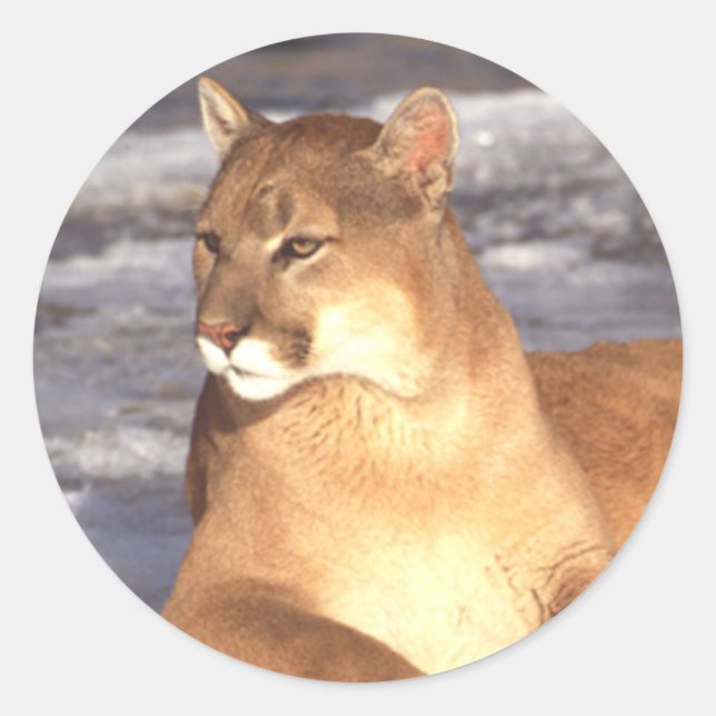 Cougar-Erholung Runder Aufkleber (Vorderseite)