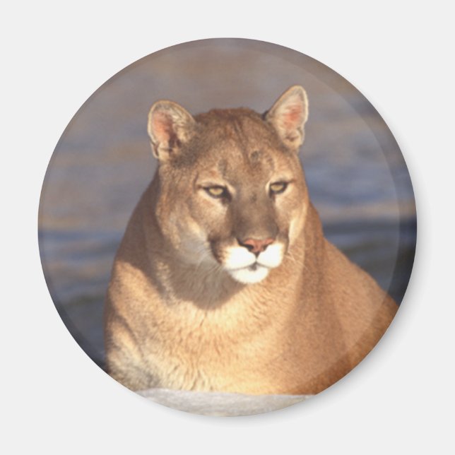 Cougar Face Magnet (Vorne)