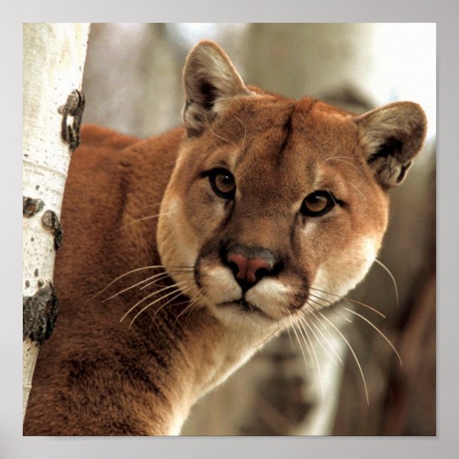 Cougar Fotograf Poster (Vorne)