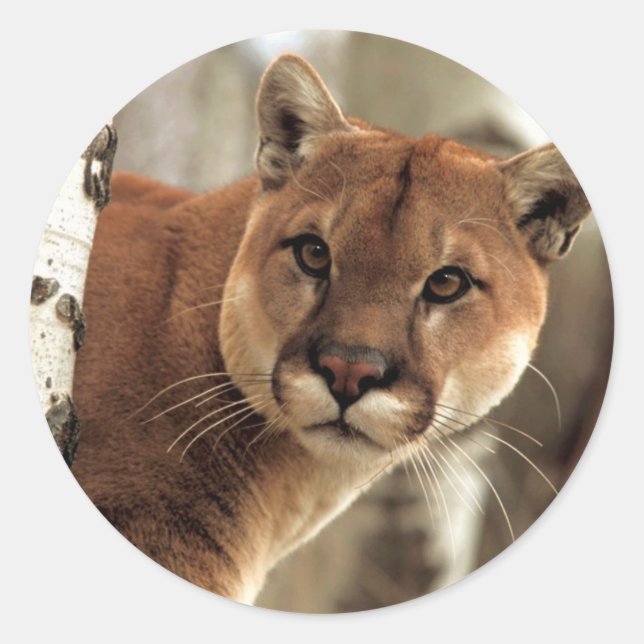 Cougar Fotograf Runder Aufkleber (Vorderseite)
