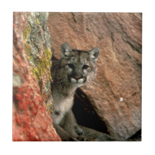 Cougar - Gebirgslöwe-Foto Fliese