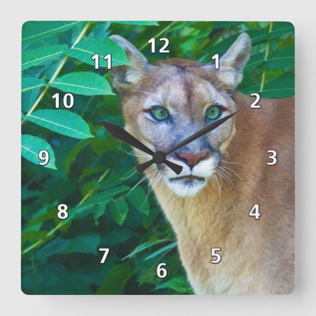 Cougar im Dschungel Quadratische Wanduhr (Vorderseite)