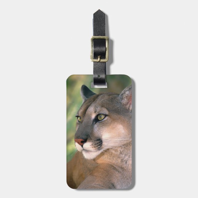Cougar, Kalifornien Gepäckanhänger (Vorderseite vertikal)