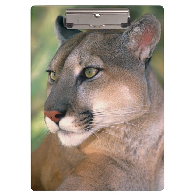 Cougar, Kalifornien Klemmbrett (Vorderseite)