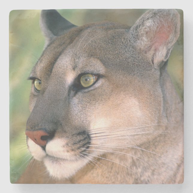 Cougar, Kalifornien Steinuntersetzer (Vorderseite)