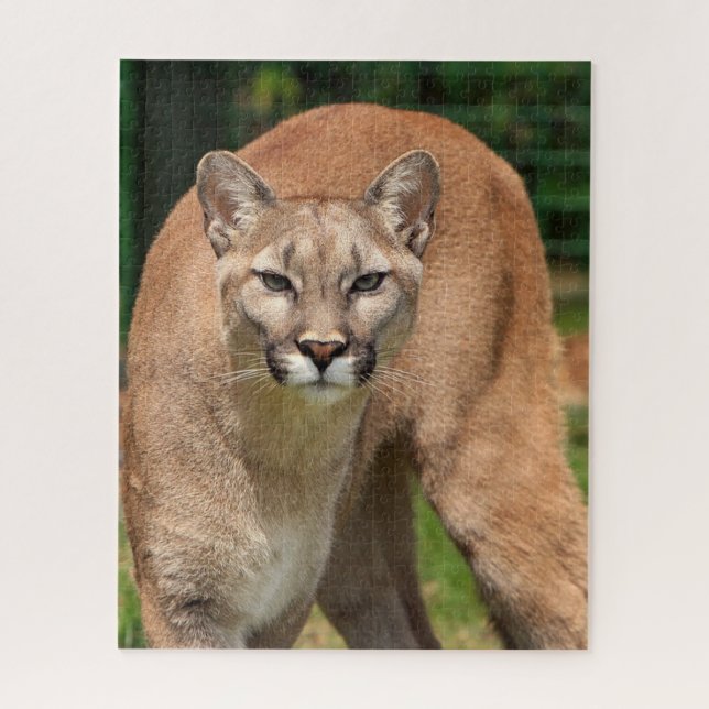 Cougar Lion Jigsaw Puzzle (Vertikal)
