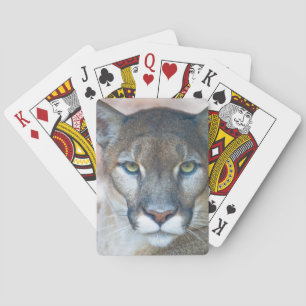 Cougar, Löwe, Panther Florida, Puma 2 Spielkarten