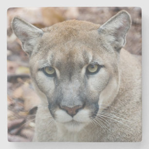 Cougar, Löwe, Panther Florida, Puma 2 Steinuntersetzer
