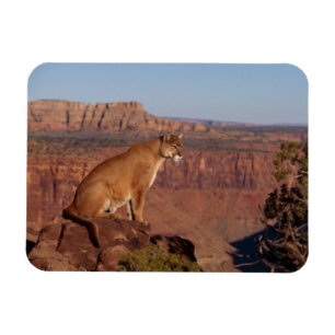 Cougar Magnet