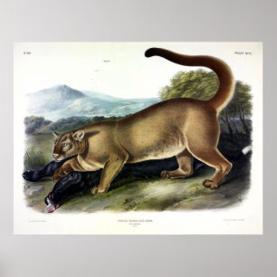 Cougar, männlich (Felis Concolor) von Audubon Poster