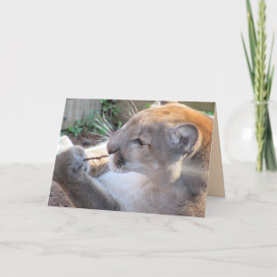 Cougar mit Stick Grußkarte Karte