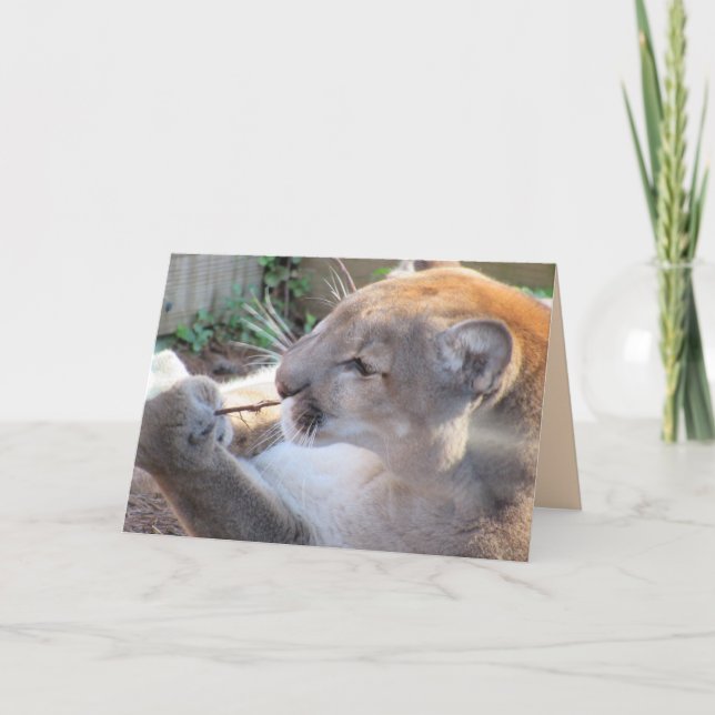 Cougar mit Stick Grußkarte Karte (Vorderseite)