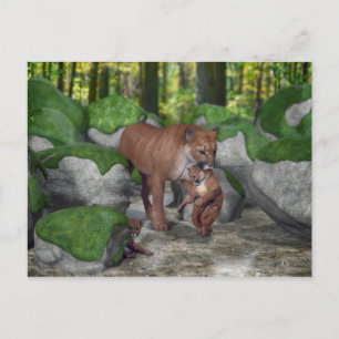 Cougar Mother Carried Cub Postkarte