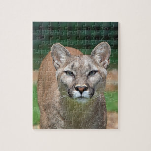 Cougar, Mountain Lion Foto Puzzle