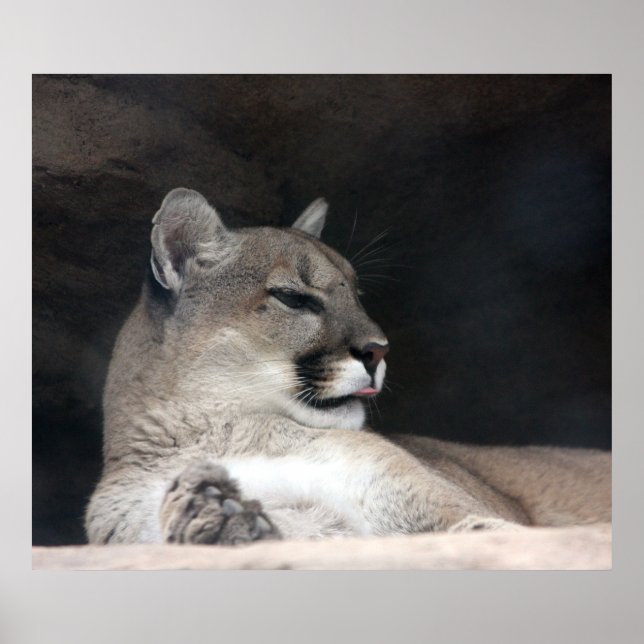 Cougar Mountain Lion Portrait Nah-Up Poster (Vorne)