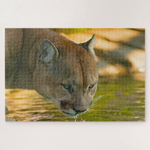 Cougar Mountain Lion. Puzzle