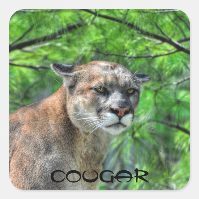 Cougar Mountain Lion & Summer Pines Naturerlebnis Quadratischer Aufkleber (Vorderseite)