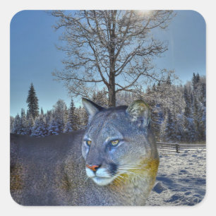 Cougar Mountain Lion & Winter Tree Bilder der Wild Quadratischer Aufkleber
