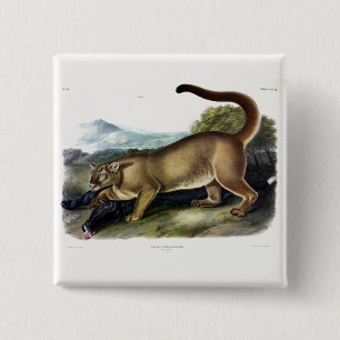 Cougar oder Puma, Panther, Mountain Lion, Catamoun Button