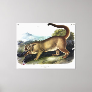 Cougar oder Puma, Panther, Mountain Lion, Catamoun Leinwanddruck