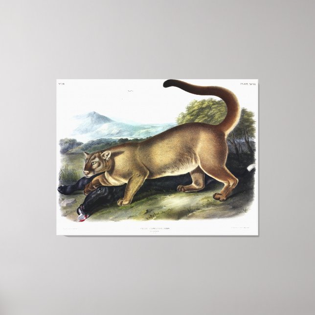 Cougar oder Puma, Panther, Mountain Lion, Catamoun Leinwanddruck (Vorderseite)