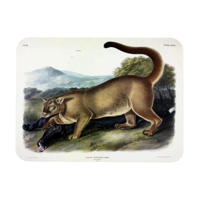 Cougar oder Puma, Panther, Mountain Lion, Catamoun Magnet (Horizontal)