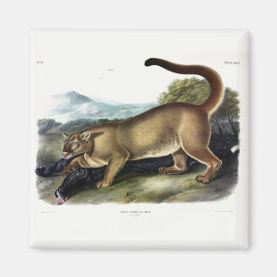 Cougar oder Puma, Panther, Mountain Lion, Catamoun Magnet