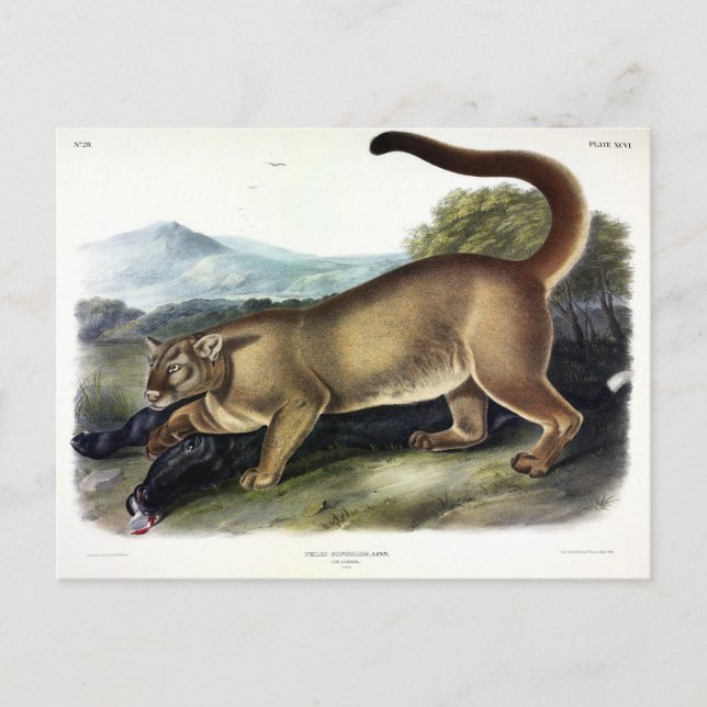 Cougar oder Puma, Panther, Mountain Lion, Catamoun Postkarte (Vorderseite)