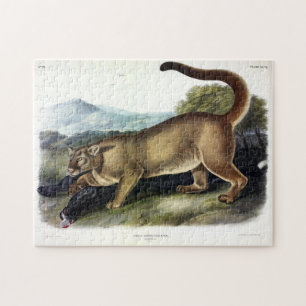 Cougar oder Puma, Panther, Mountain Lion, Catamoun Puzzle