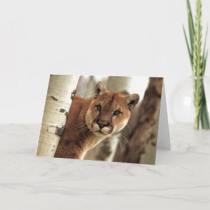 Cougar Photograph Karte