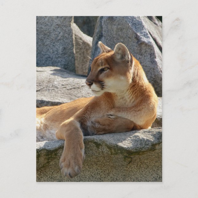 Cougar Postcard Postkarte (Vorderseite)