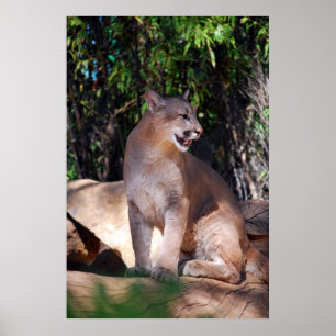 Cougar-Poster Poster