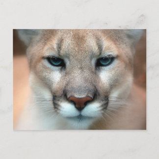 Cougar Postkarte