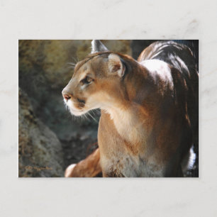 Cougar Postkarte