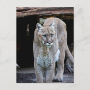 Cougar Postkarte