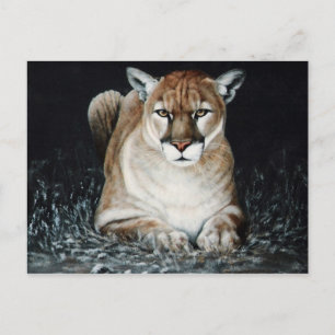 Cougar Postkarte