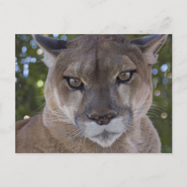 Cougar Pounce Postkarte (Vorderseite)