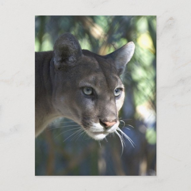 Cougar (Puma Concolor) Gesichtsfotografie Postkarte (Vorderseite)