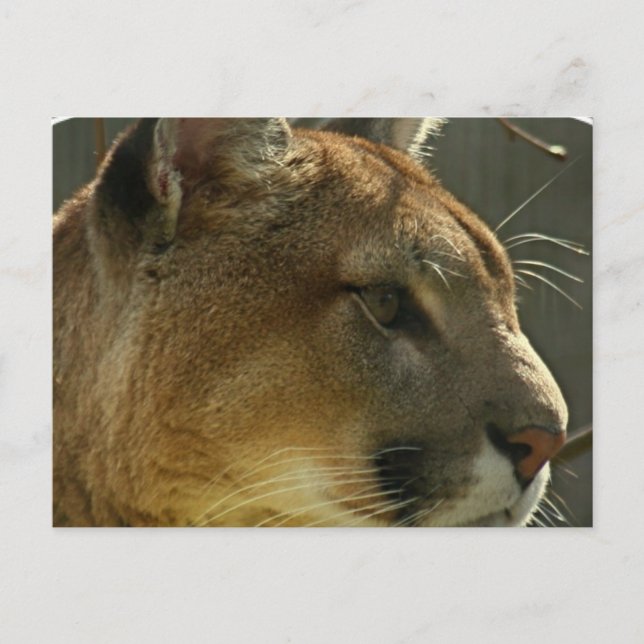 Cougar Puma Postcard Postkarte (Vorderseite)