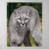 Cougar Schwarz-weiß und Color Foto Mountain Lion