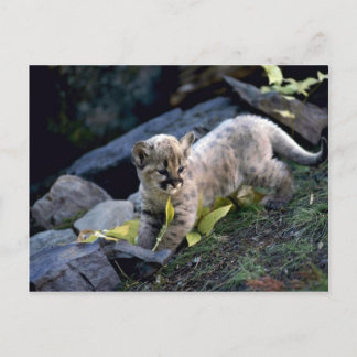 Cougar-Sechs-Wochen-Junge Postkarte