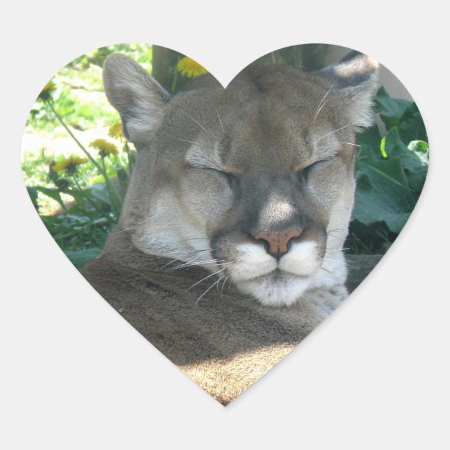 Cougar Sticker (Vorderseite)