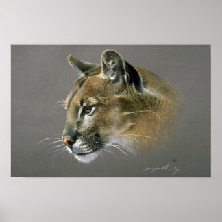 Cougar-Studie Poster