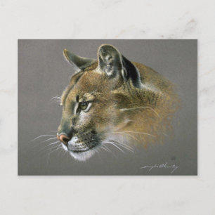 Cougar-Studie Postkarte