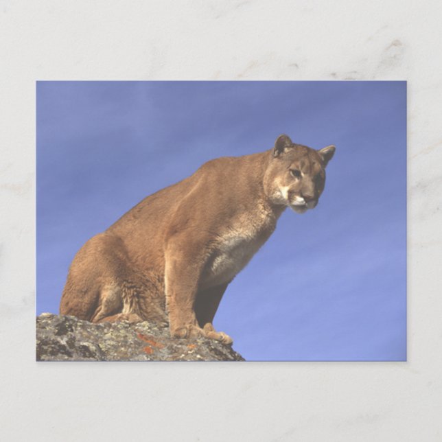 Cougar Watch Postkarte (Vorderseite)