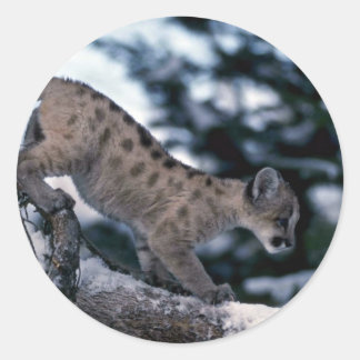 Cougar-Young-Cubes in Schneebaum Runder Aufkleber