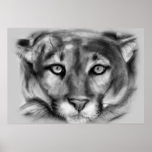 Cougar Zeichnend Poster