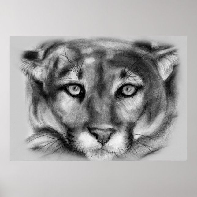 Cougar Zeichnend Poster (Vorne)